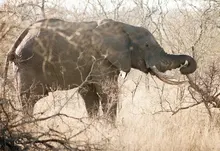 animals elephants 1920x1200 wallpaper Art HD Wallpaper